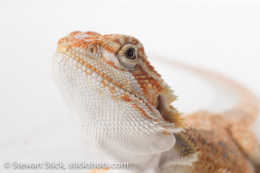 Bearded Dragon