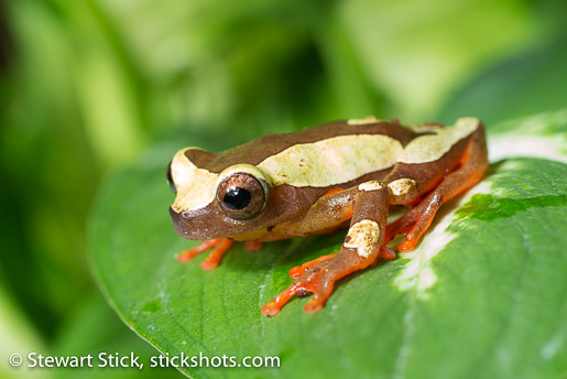 Clown Tree Frog