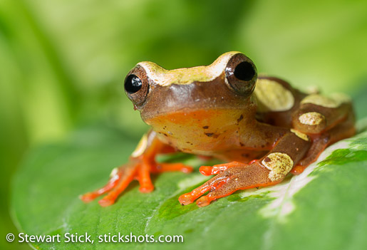 Clown Tree Frog