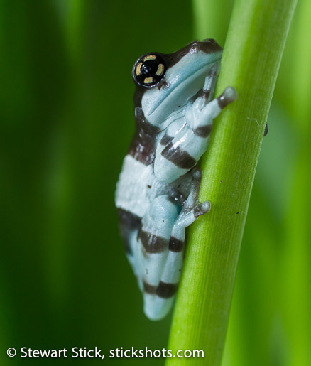 Milk Frog