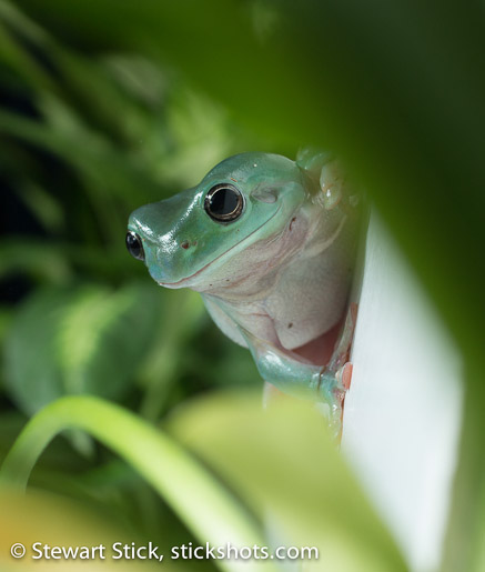 White's Tree Frog