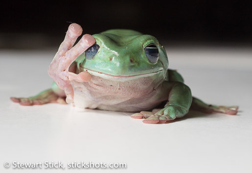 White's Tree Frog