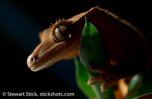 Crested Gecko