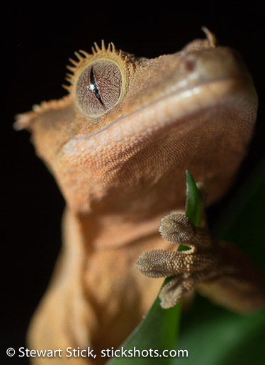 Crested Gecko