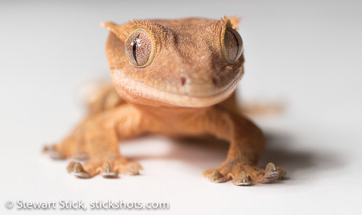 Crested Gecko