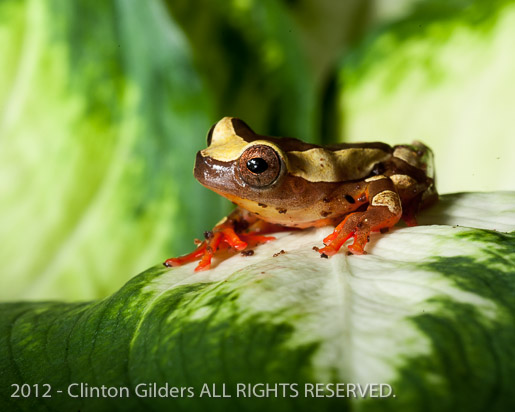 Clown Tree Frog