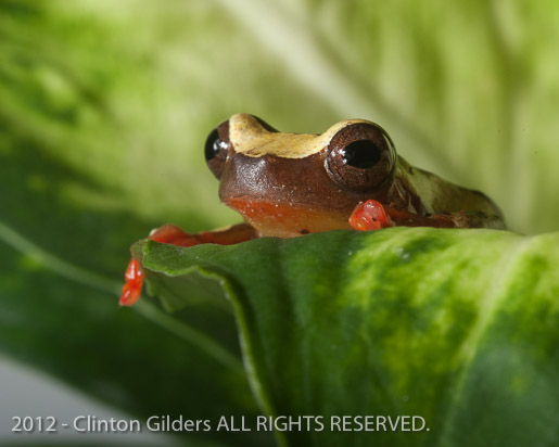 Clown Tree Frog