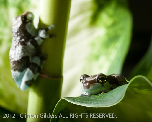 Milk Frogs