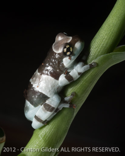 Milk Frog