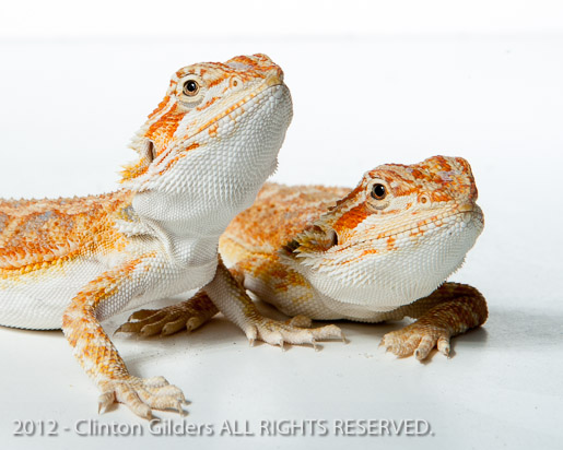 Bearded Dragons