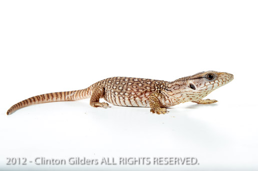 Savannah Monitor