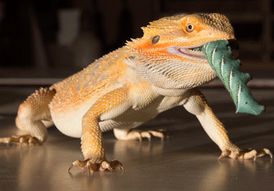Bearded deals dragon feeders